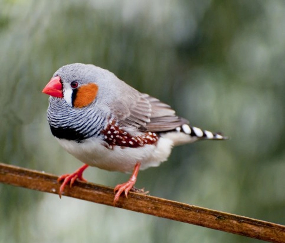 Bird Profile: Zebra Finch Care & Breeding Guide
