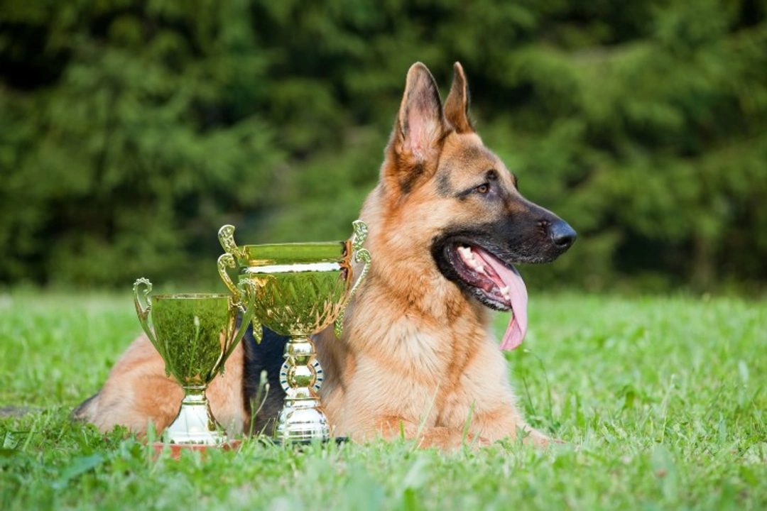 Top 6 Most Popular Pastoral Dog Breeds in the UK Revealed
