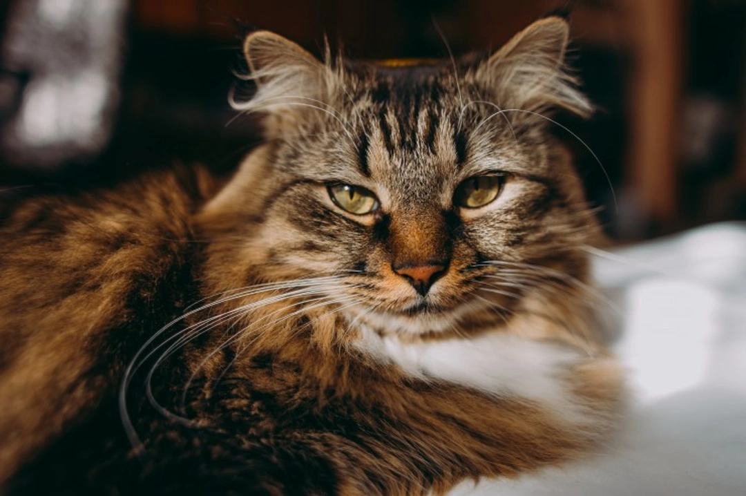 Strokes in Cats: Causes, Signs & Care Guide