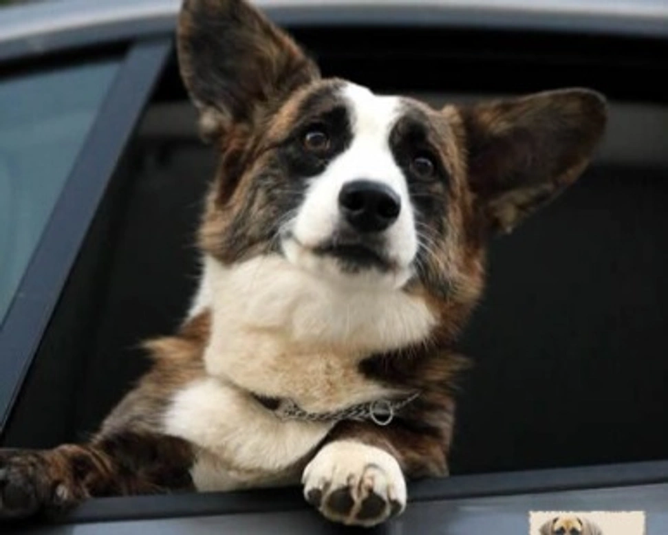 Presentazione del Welsh Corgi Cardigan