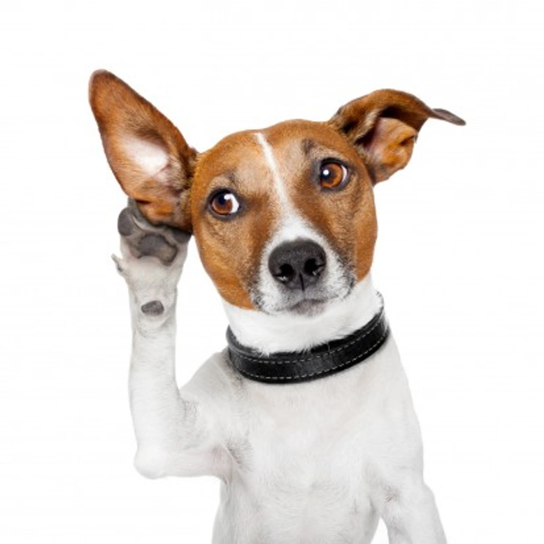 Understanding Dogs' Hearing: Range, Direction & More