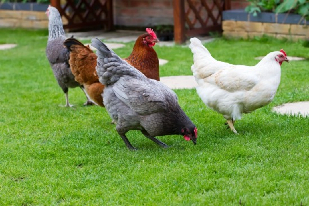 Complete Guide to Enhancing Life for Your Pet Chickens
