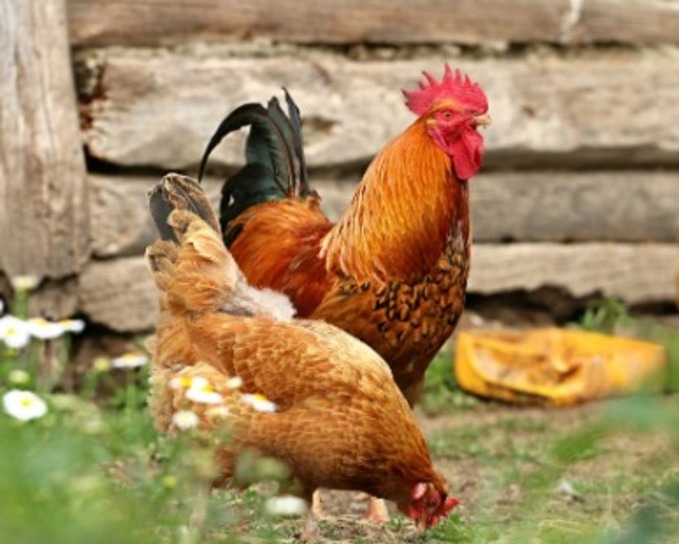 Animali da cortile: quali sono e normativa