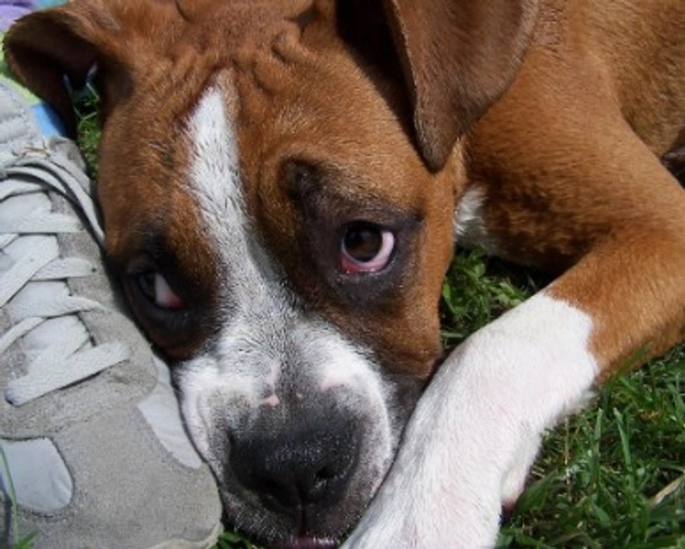 Associazioni animali: Quattro Zampe in Volo