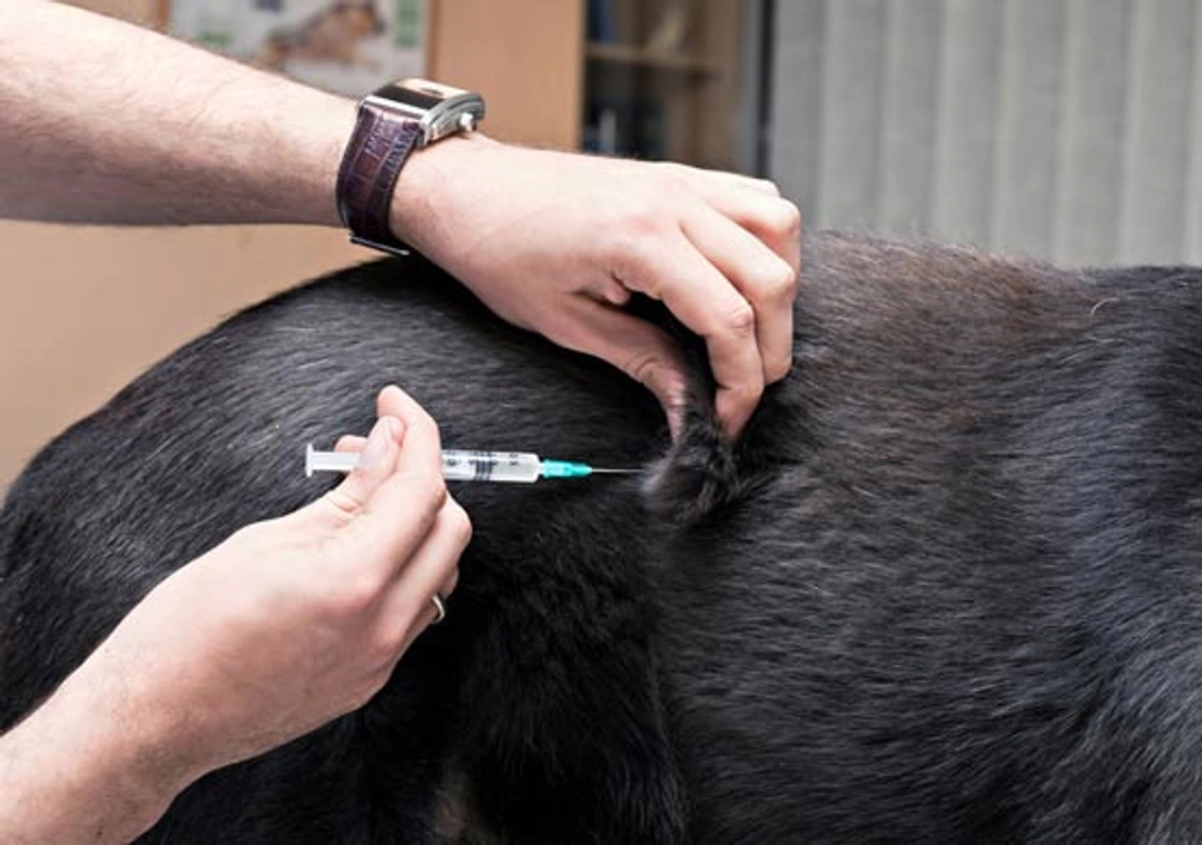 Moet ik mijn hond vaccineren tegen hondsdolheid?