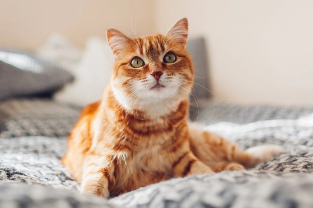 Feline Coronavirus & FIP in UK Cats: Symptoms & Prevention 2025