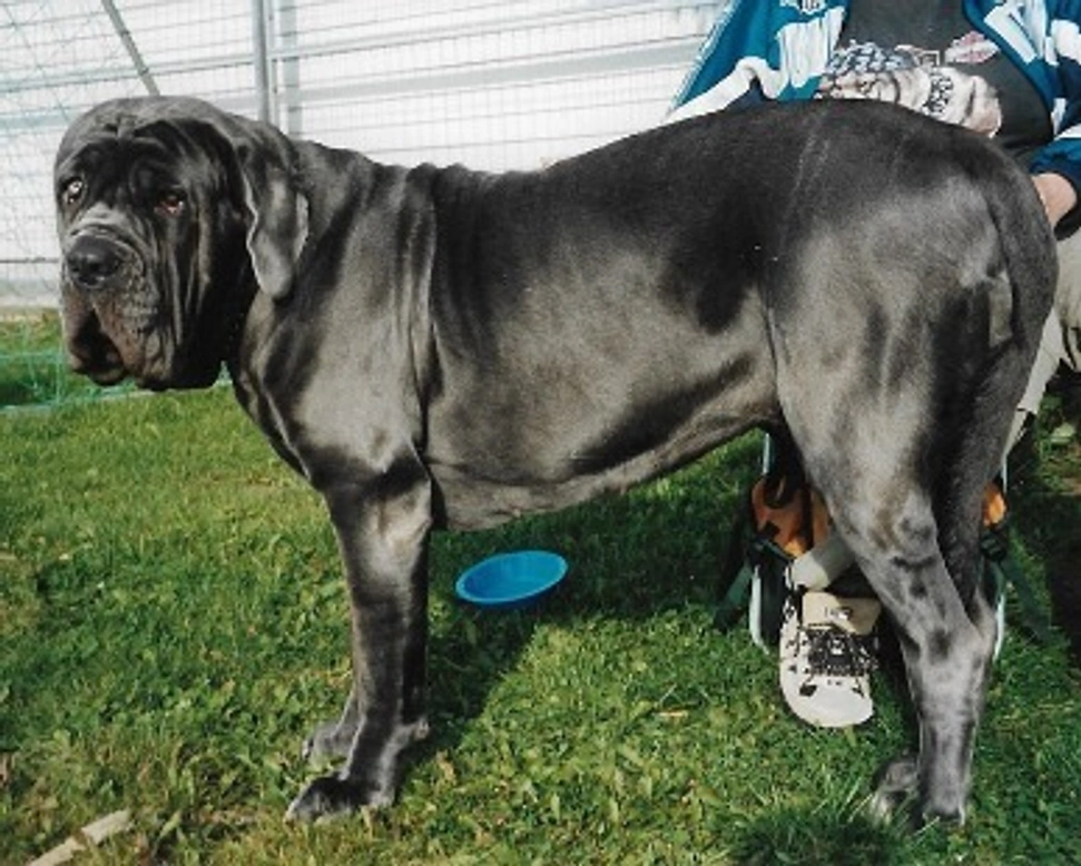 Mastino Napoletano: prezzo, carattere e mantello di un cucciolo