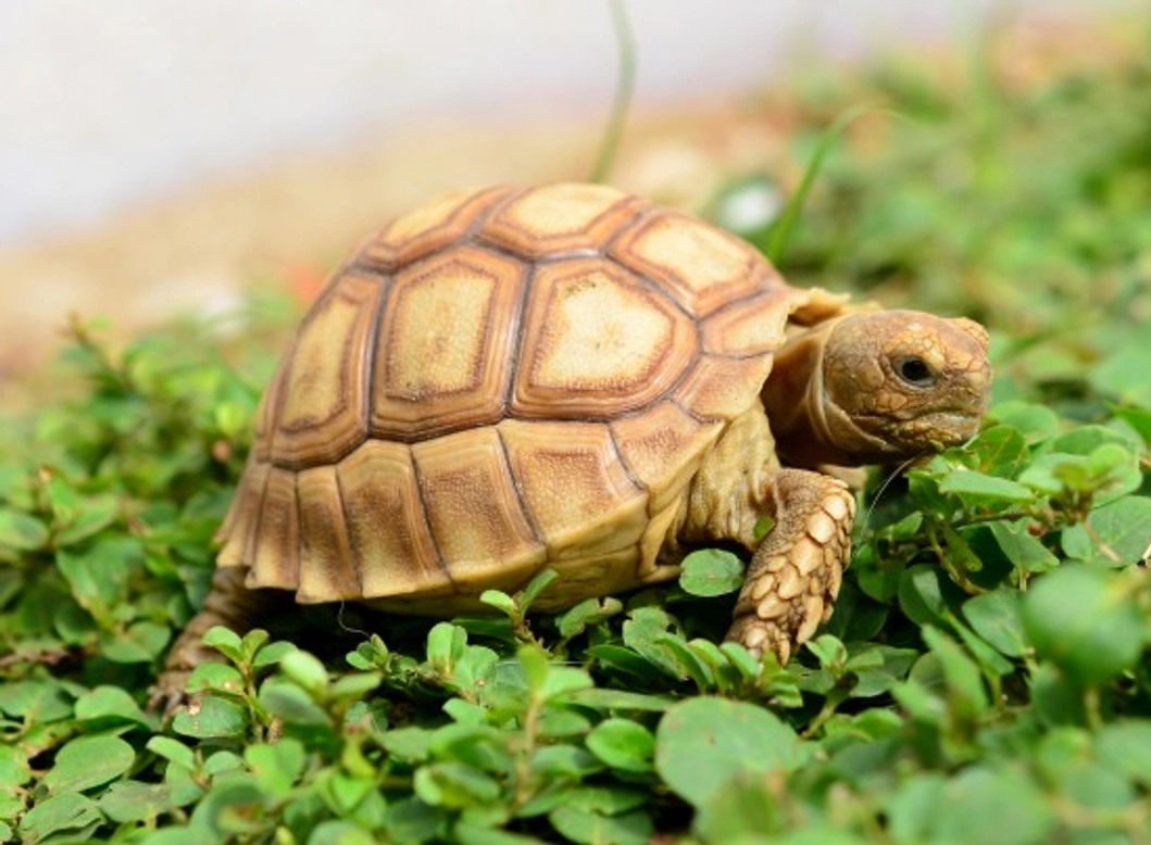 Complete Guide to Understanding Reptile Brumation