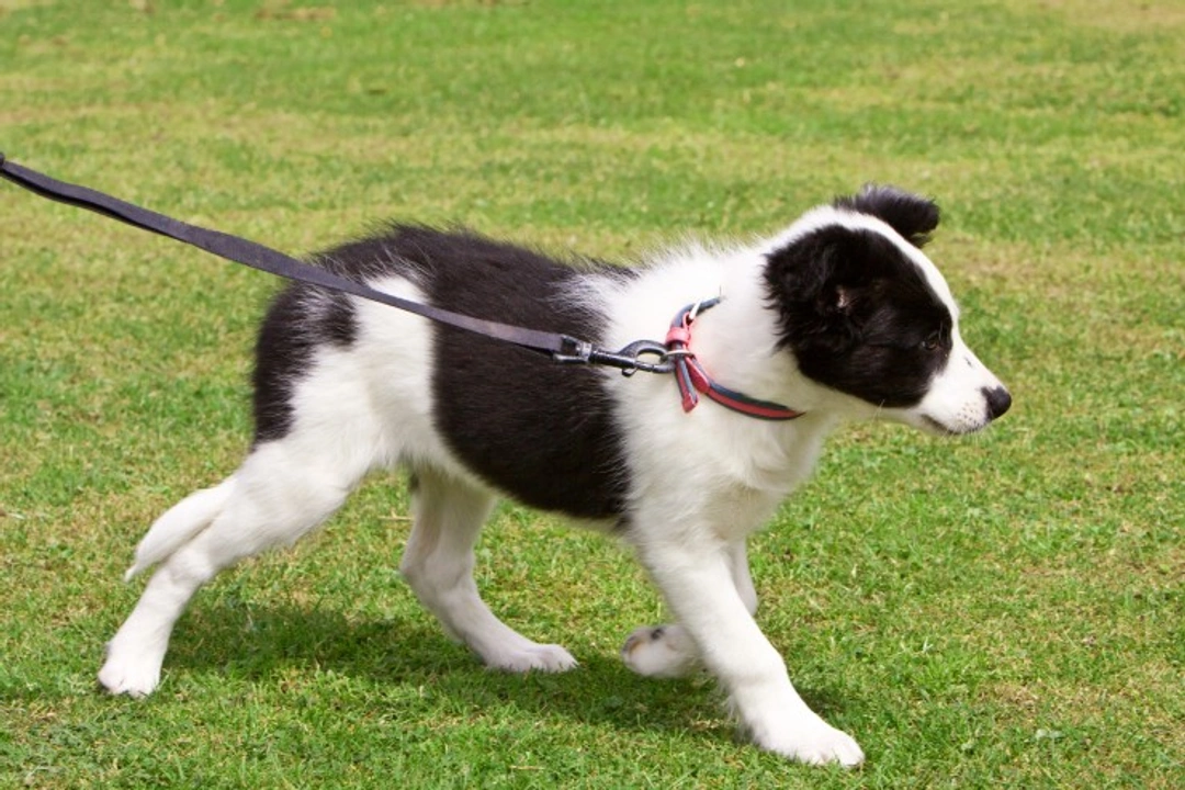 Teaching dogs which side to walk on lead: clear steps
