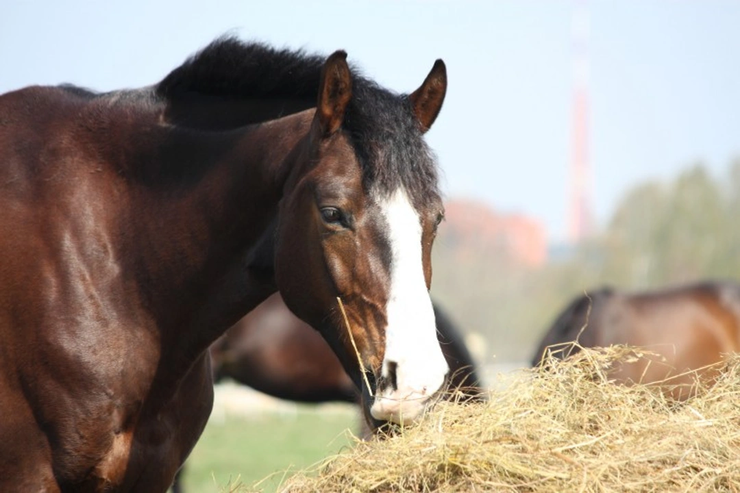 How to Change Your Horse's Feed Safely: A Step-by-Step Guide