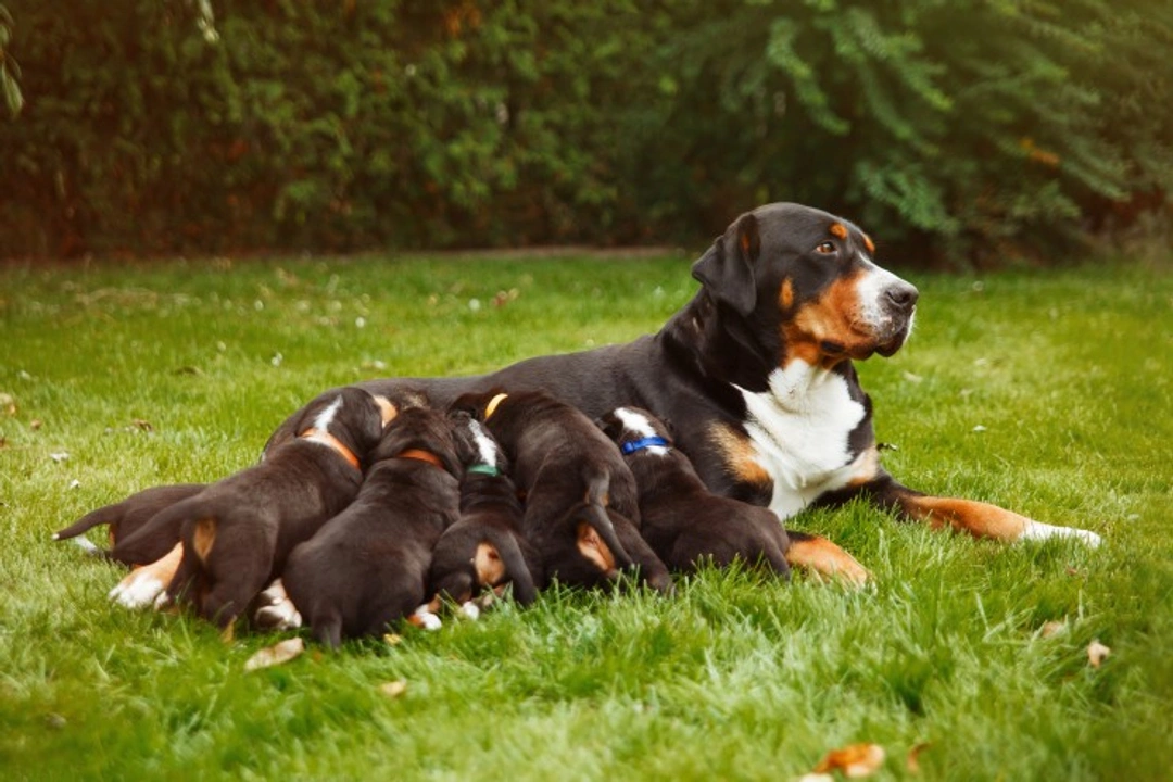 Dog Breeding Season: Essential Heat Cycles & Mating Guide
