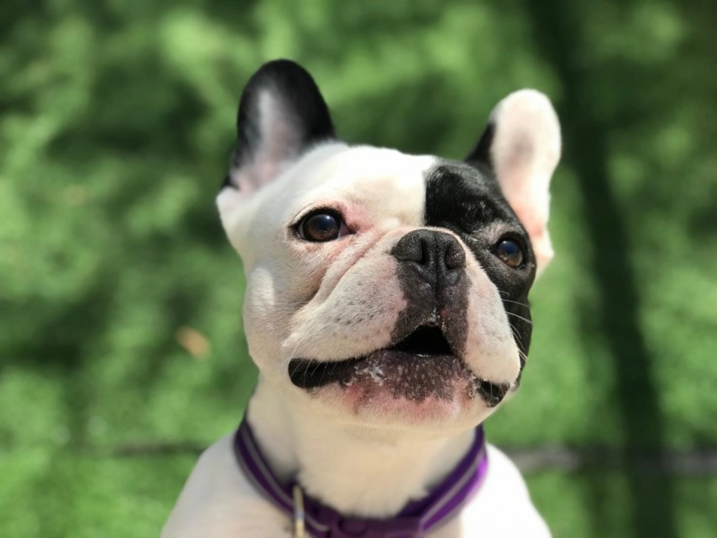 Tear staining in French Bulldogs: causes and care