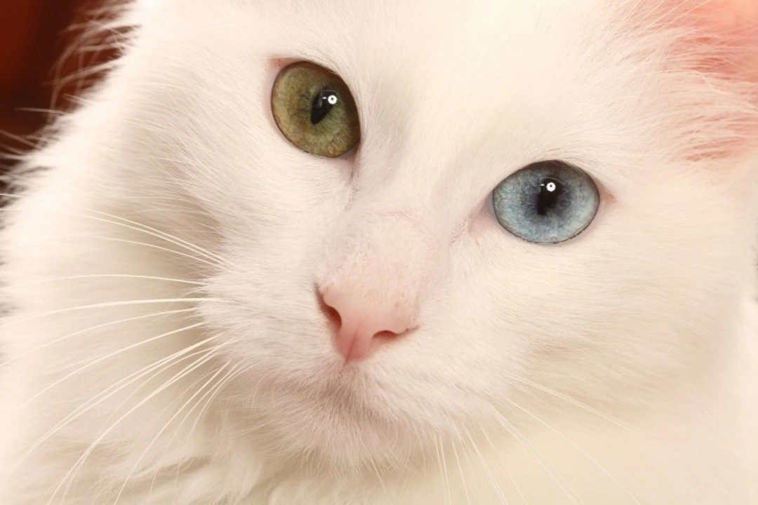Odd-Eyed Cats Explained: Causes, Breeds & Deafness Risks