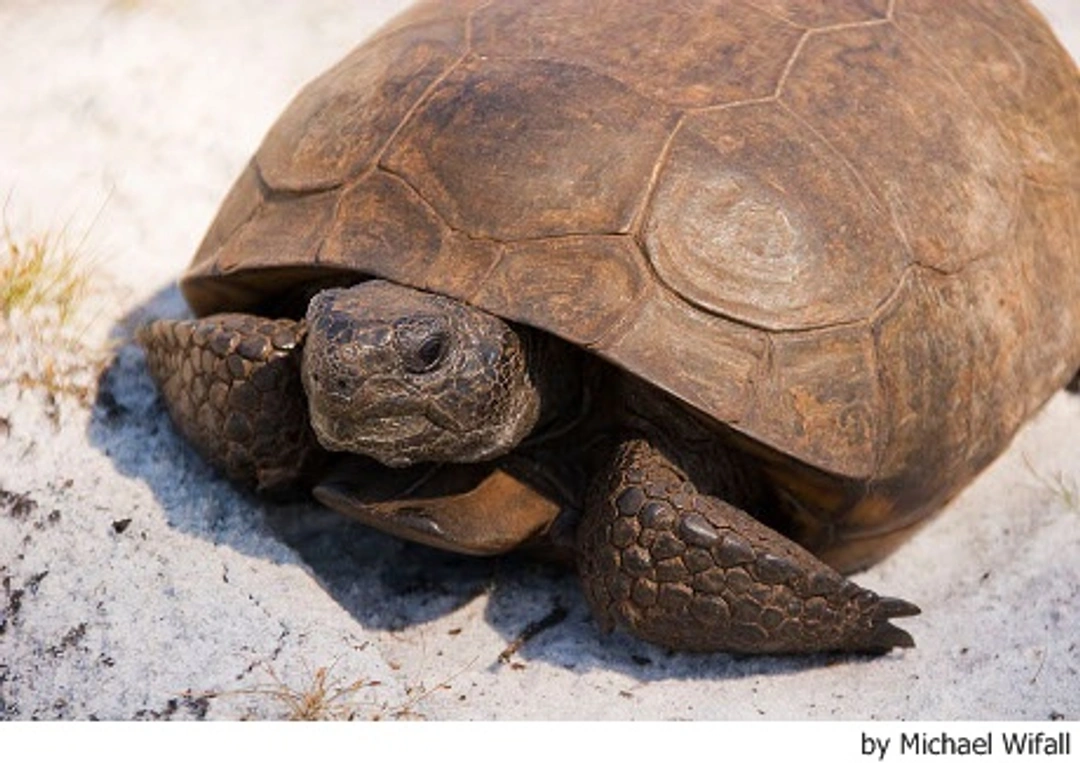 Cuidados básicos de las tortugas de tierra