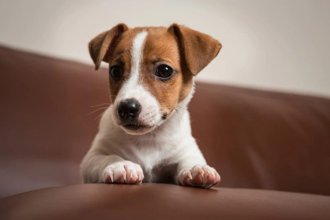 Why Do Dogs Have Whiskers? Essential Insights for U.S. Dog Owners