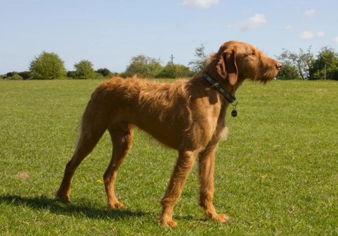 Introducing the Wirehaired Hungarian Vizsla: Characteristics & Care