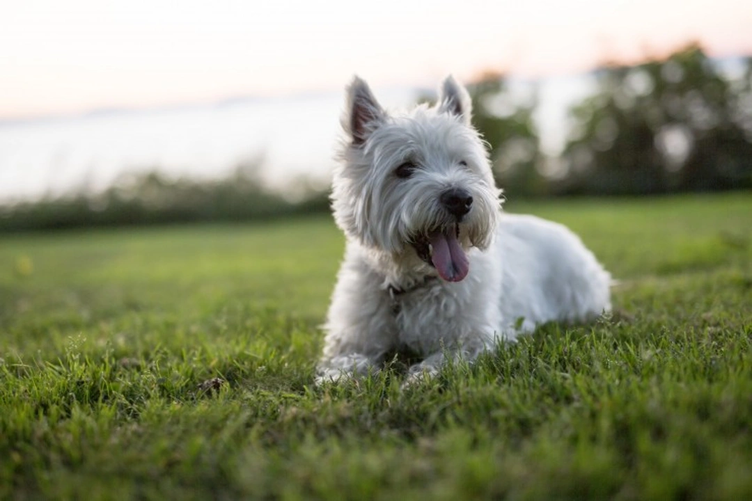 Is the West Highland Terrier Falling in Popularity in the UK?