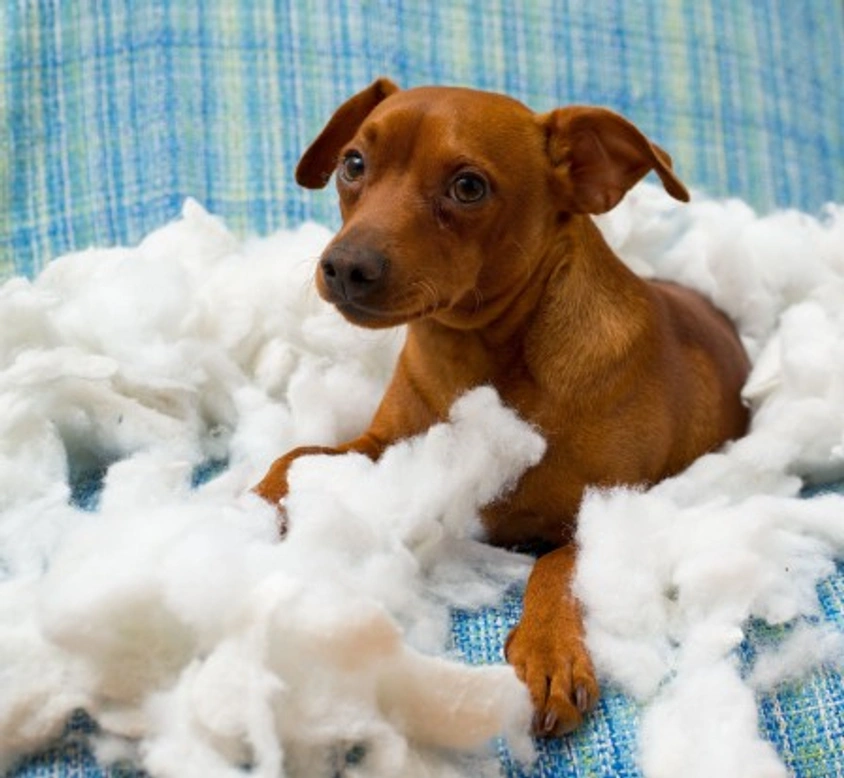 How to Stop Your Dog Destroying Furniture When You're Out