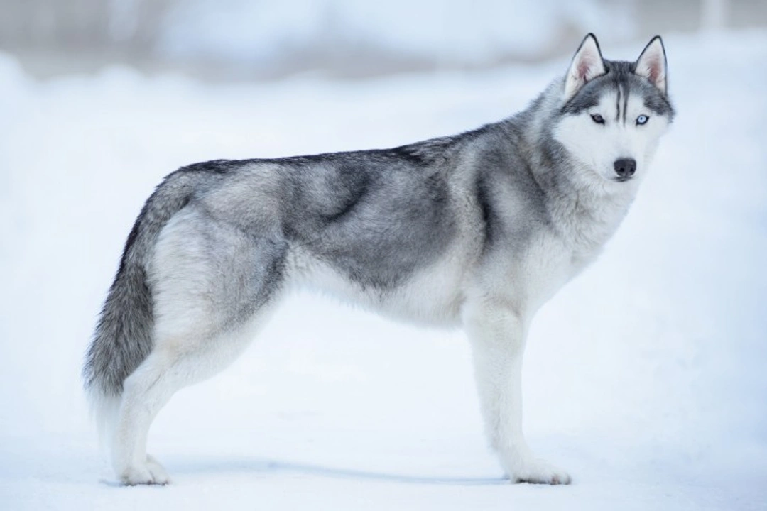 Top Siberian Husky Myths Dispelled: Truths for UK Owners
