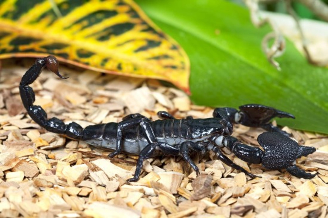 Complete Guide to Keeping Pet Scorpions Safely