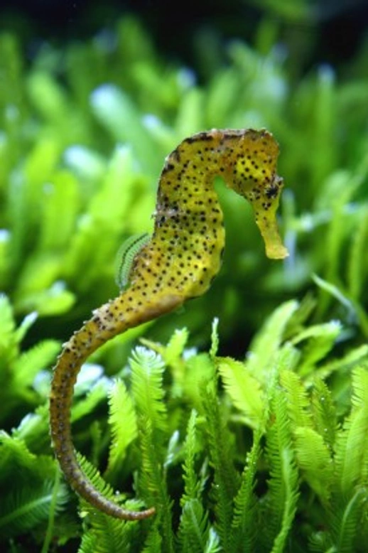 Can You Keep Seahorses as Pets? A Complete Care Guide