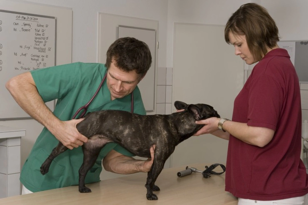 Hip Dislocation in Dogs: Causes, Signs & Treatment