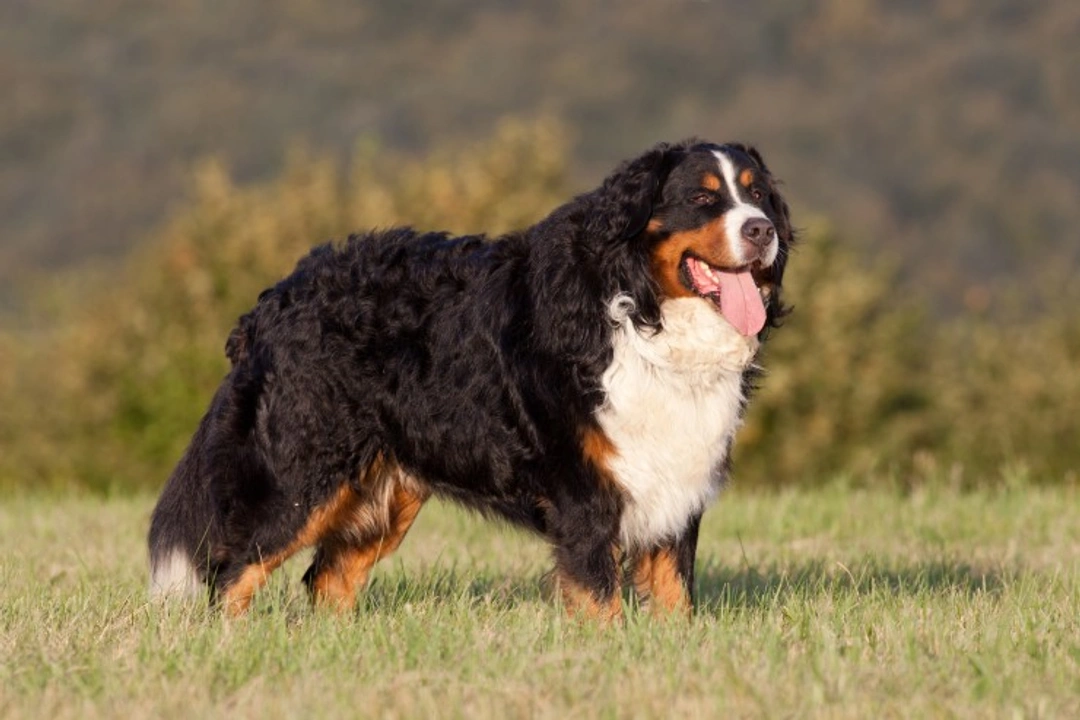 Bernese Mountain vs Greater Swiss Mountain Dog: Which Fits Your Family?