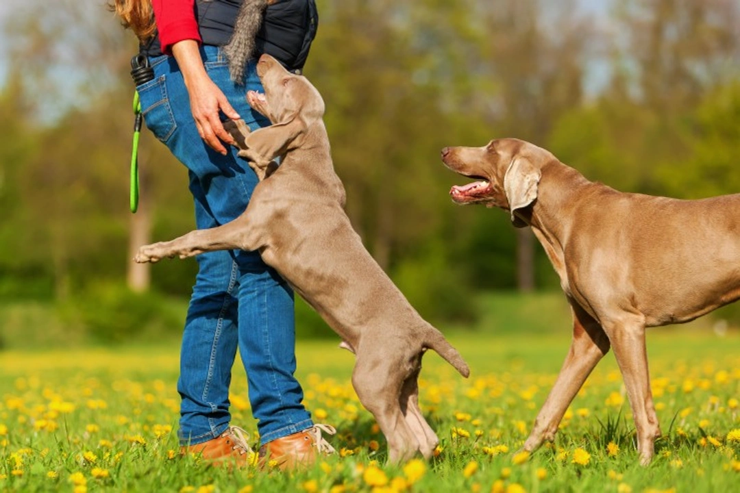 Five easy steps to train your dog not to jump up