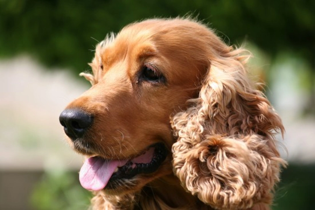 Essential Grooming Tools for a Cocker Spaniel's Coat Care