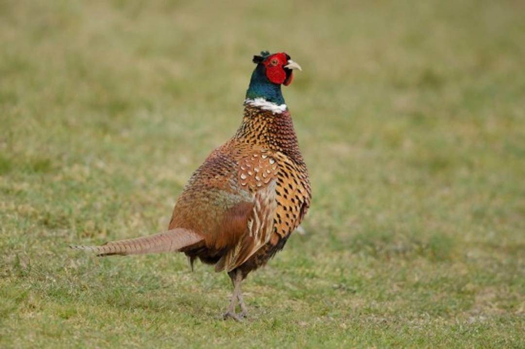 Popular Pheasant Breeds in the UK: Varieties and Care Guide