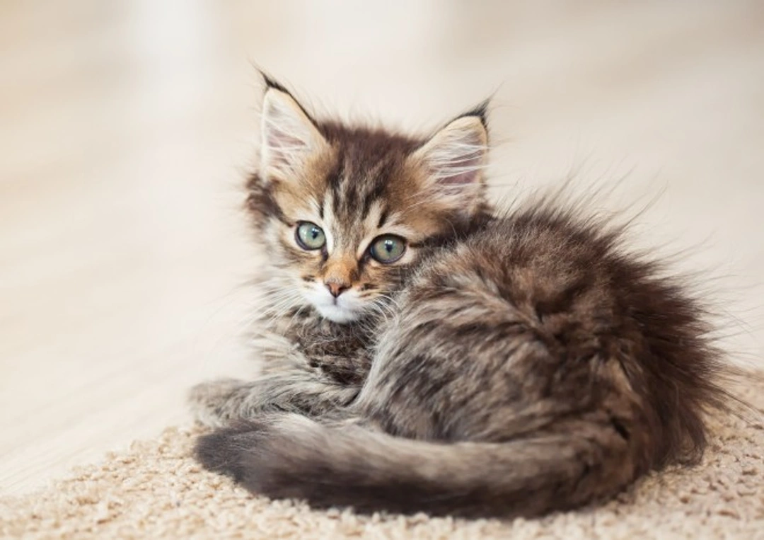 5 Cat Breeds That Usually Get Along Well With Dogs