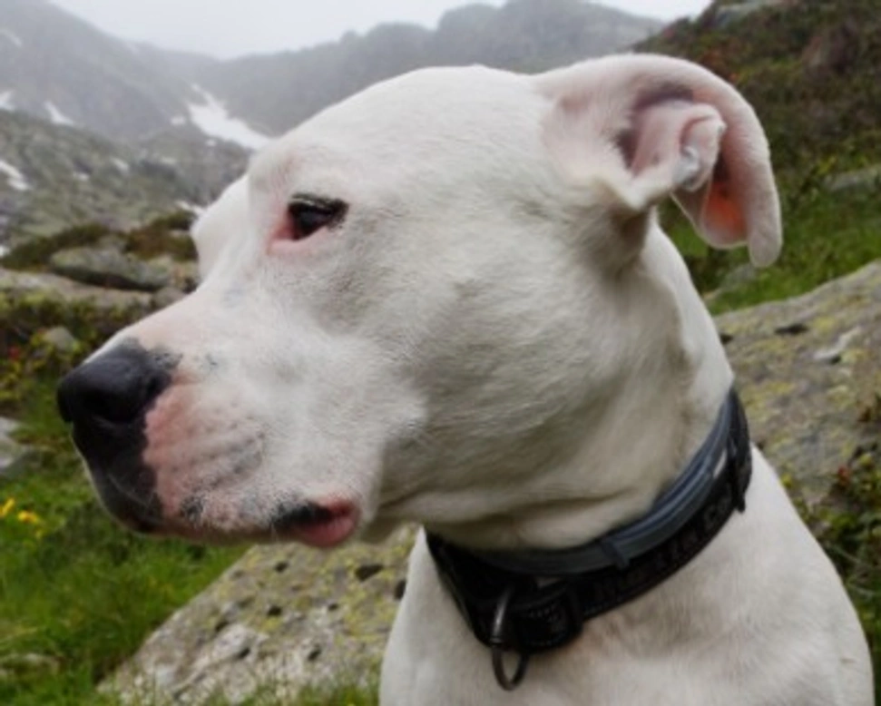 Dogo Argentino: carattere e prezzo dei cuccioli