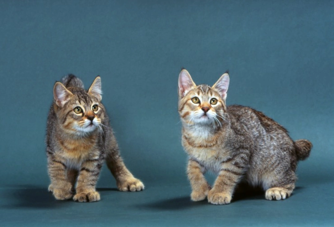 5 Cat Breeds That Take Travelling in Their Stride