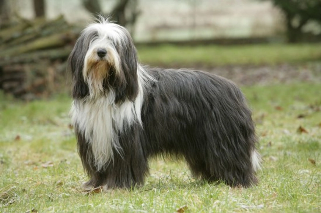 Bearded Collie Health, Longevity & Hereditary Conditions Guide