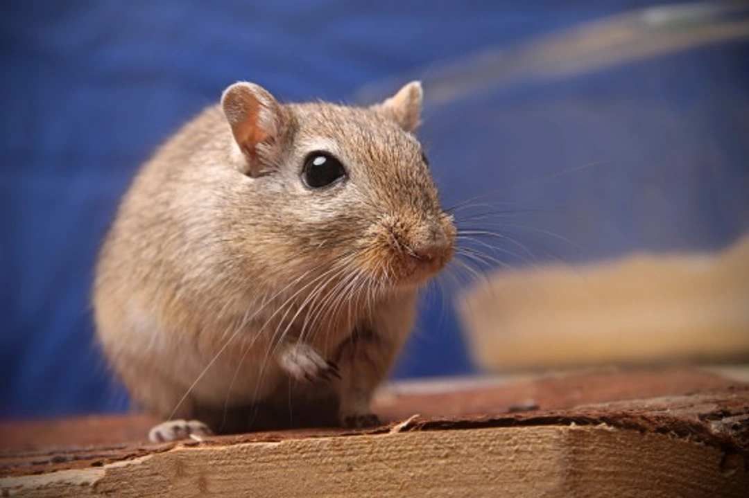What Can Gerbils Eat? Safe Foods & Treats Guide