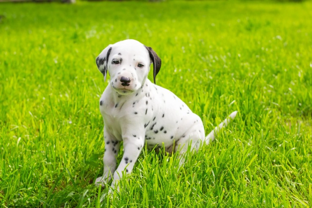 What to Consider When Getting a Dalmatian Puppy