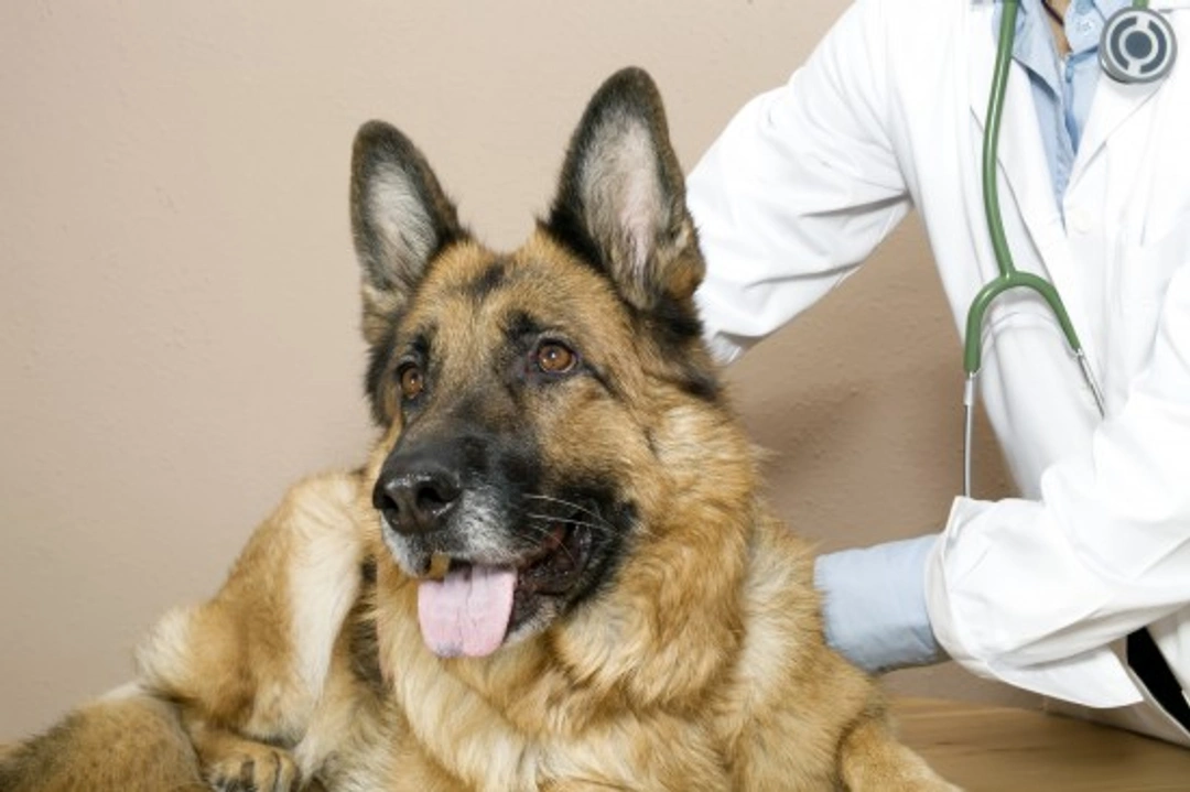 Ovarian Remnant Syndrome: Why Your Spayed Dog Appears in Season