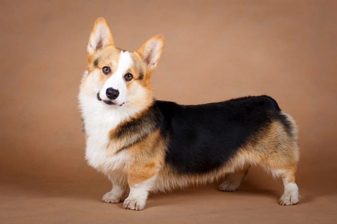 Corgi Health Problems: Pembroke & Cardigan Welsh Corgis Guide