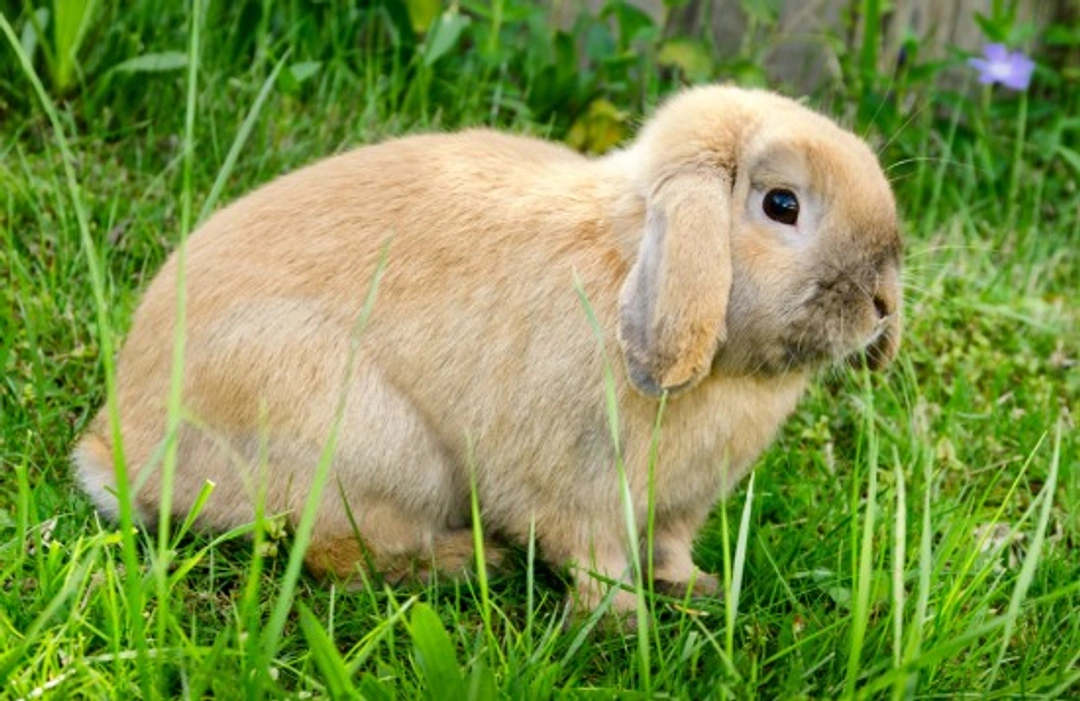 Treating Your Pet Rabbit for Fleas: Safe, Effective Advice