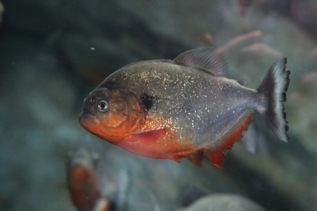 Keeping piranhas: Complete care guide for exotic fish