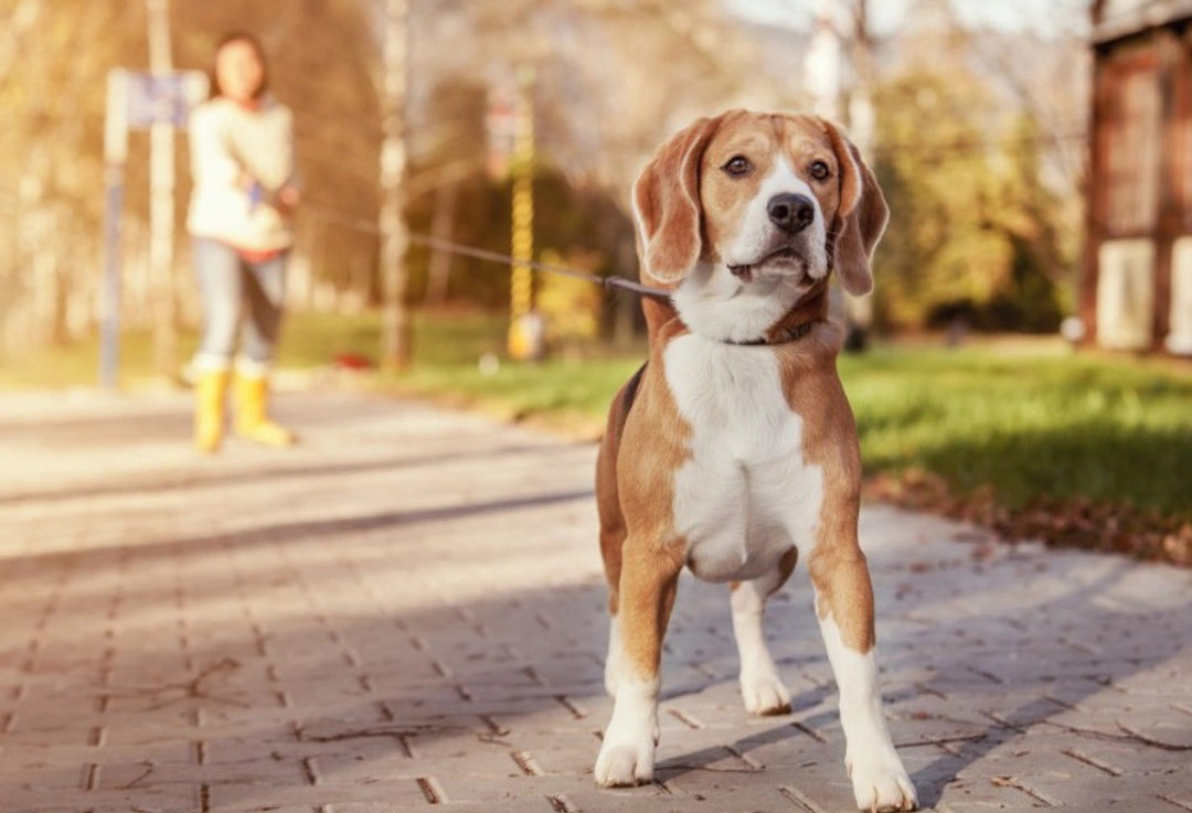 Top 5 Dog Training Mistakes and How to Avoid Them