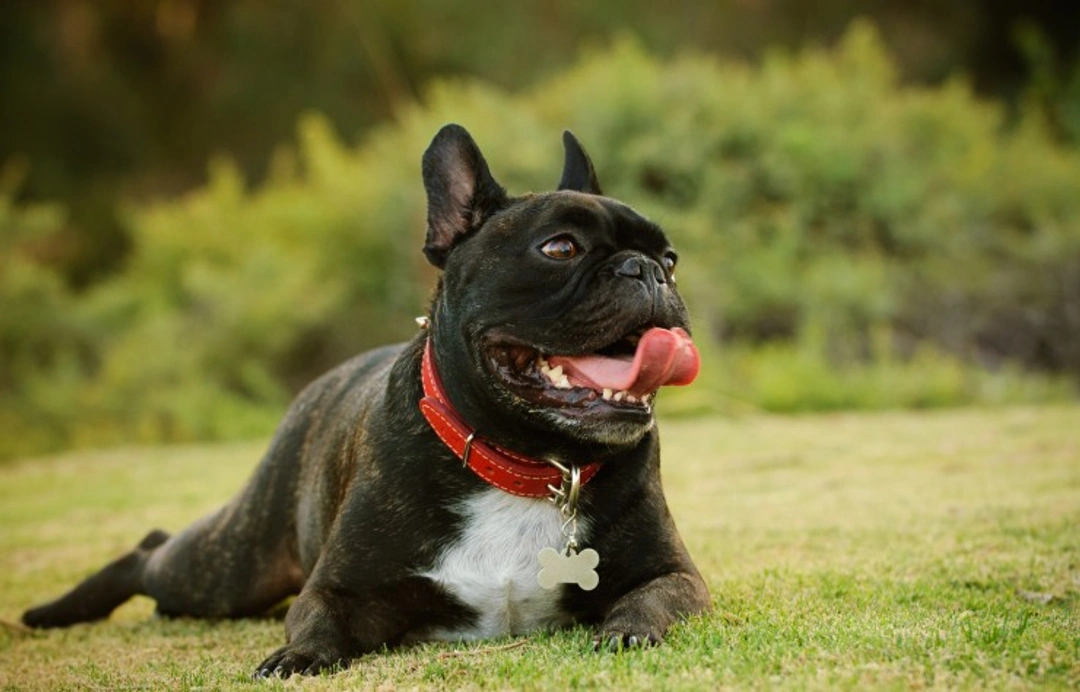 Why Dogs Pant at Rest: Causes Beyond Exercise or Heat