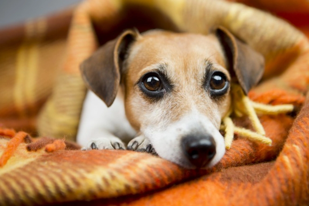 Salmonella Poisoning in Dogs: Symptoms, Treatment & Prevention
