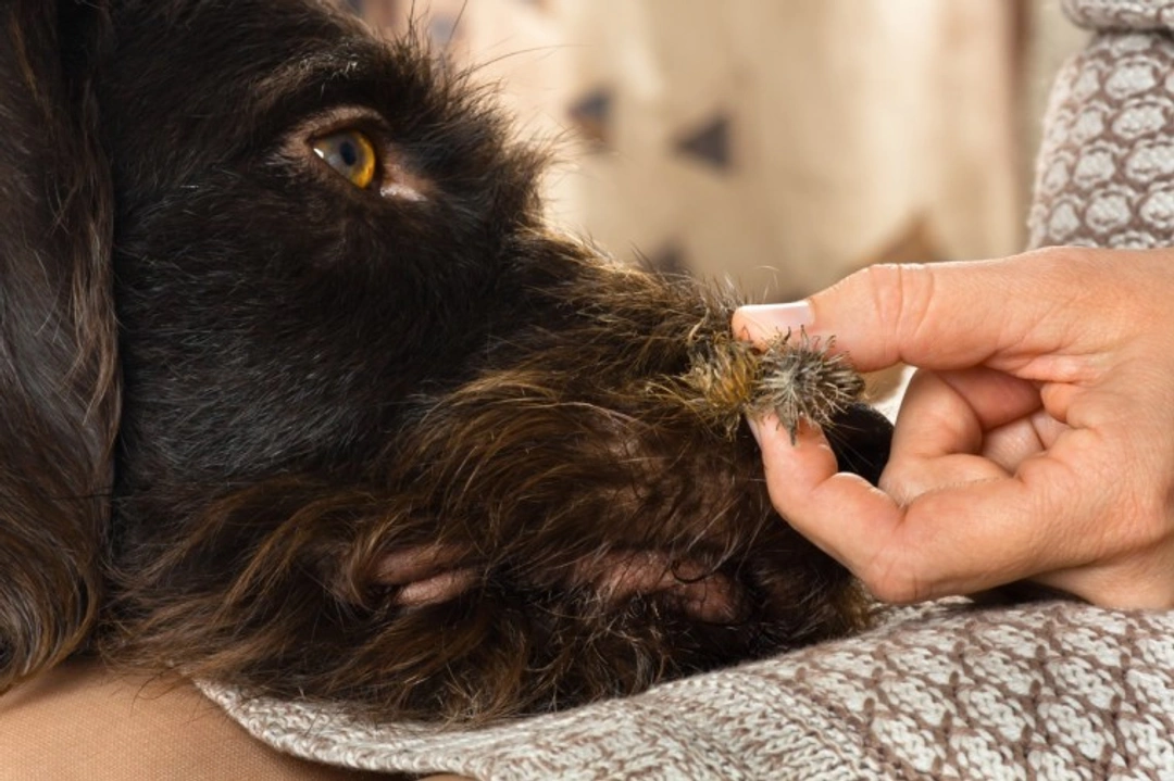 How to Remove Burs, Thistles & Foliage from Dog Fur