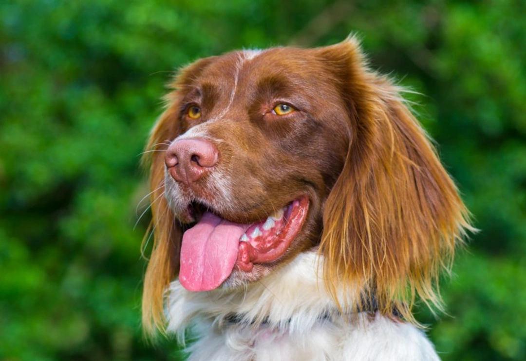 Are hiccups a problem for your dog? Causes and care