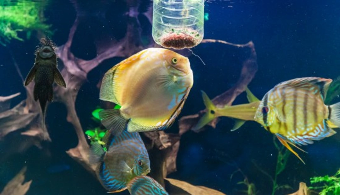 What to Feed Your Fish: A Comprehensive Guide