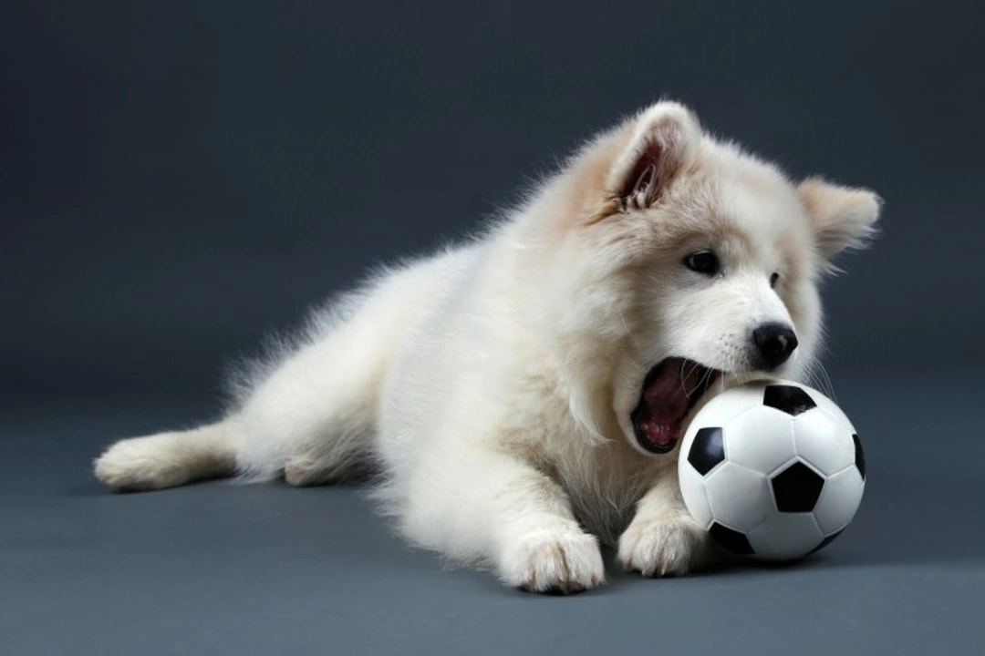 How to Raise a Puppy with Good Chewing Habits