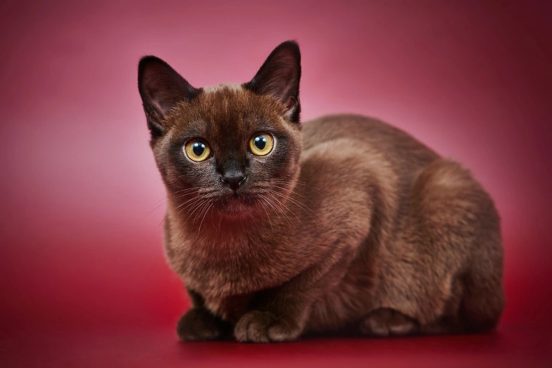 10 Things to Know About Burmese Cats Before Buying