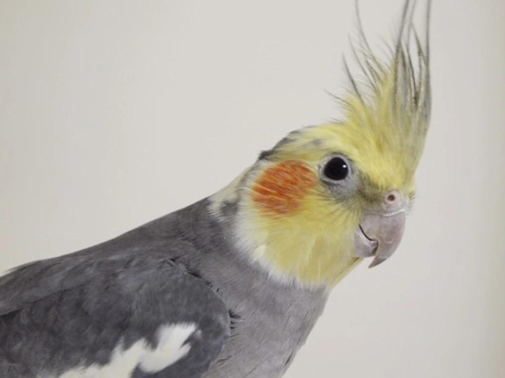 Considering a Cockatiel? Complete Guide to Care and Companionship