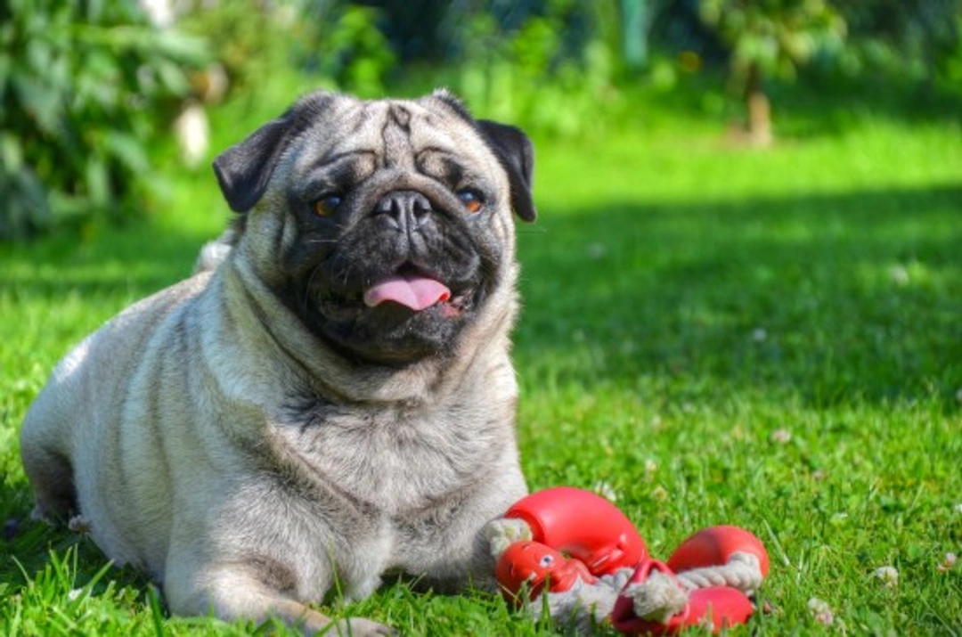 How Obesity Affects Your Dog's Lung Function and Health